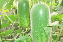 52每日大瓜视频 吃料,揭秘娱乐圈幕后真相，带你领略明星生活点滴